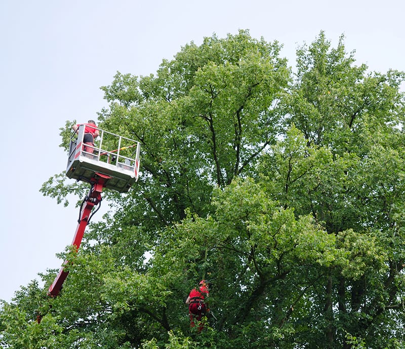 Workers trimming limbs of tree